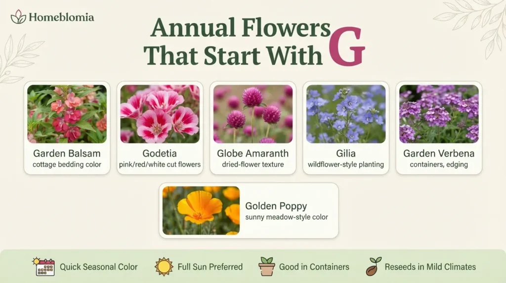 Annual Flowers That Start With G
