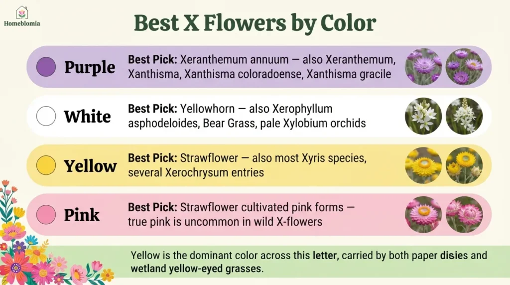 Best Flower Names Starting With X by Color