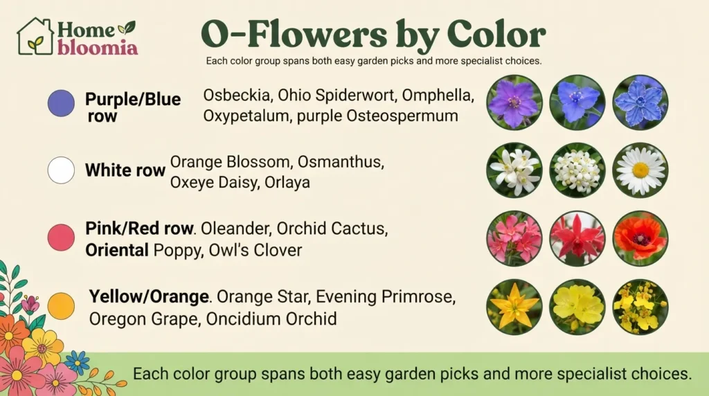 O-Flowers by Color