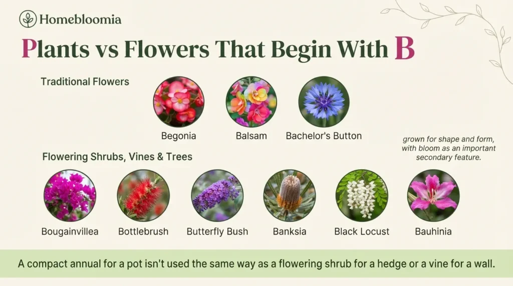 Plants vs. Flowers That Begin With B