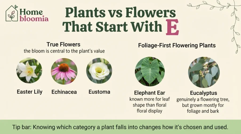 Plants vs. Flowers That Start With E