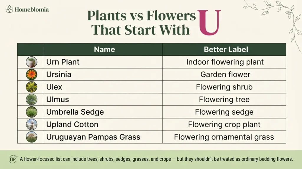 Plants vs. Flowers That Start With U