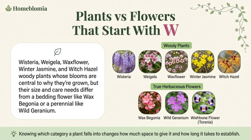 Plants vs. Flowers That Start With W