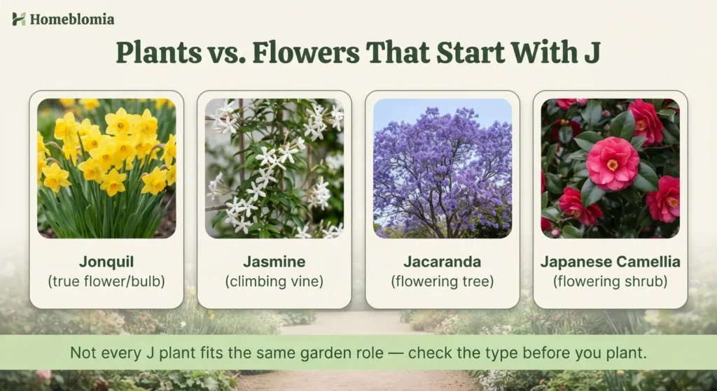 Plants vs. Flowers That Starting With J