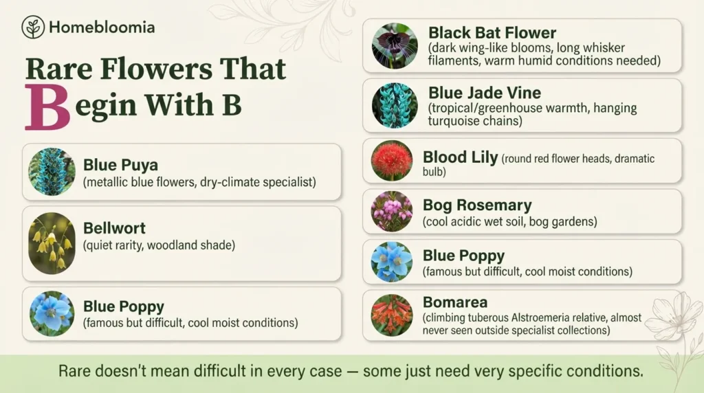 Rare Flowers That Begin With B