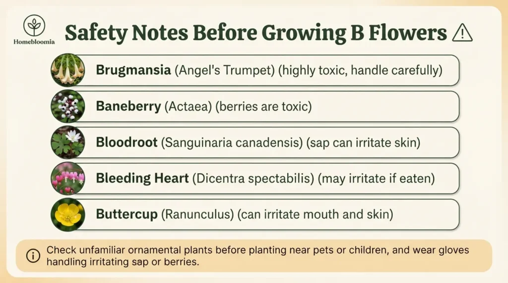 Safety Notes Before Growing B Flowers