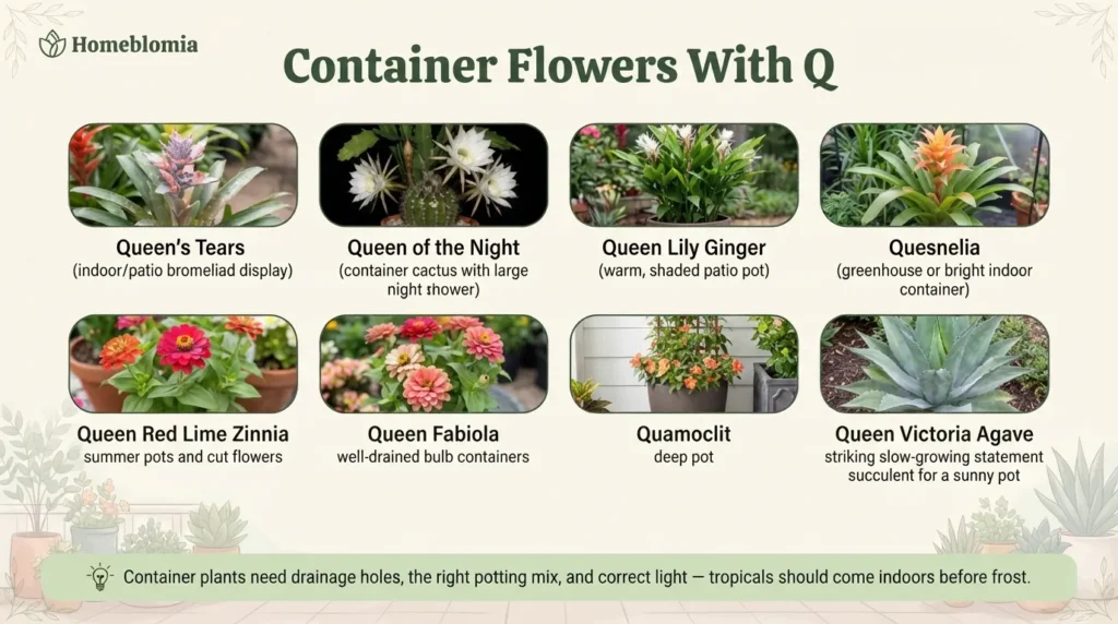 Container Flowers With Q