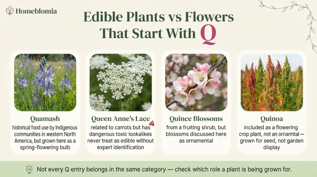 Edible Plants vs. Flowers That Start With Q