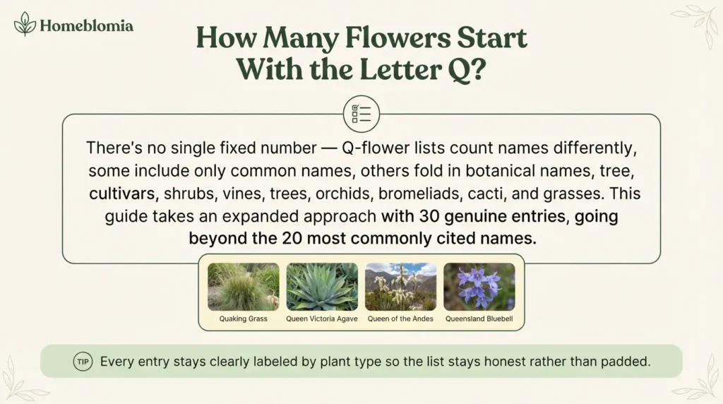 How Many Flowers Start With the Letter Q?