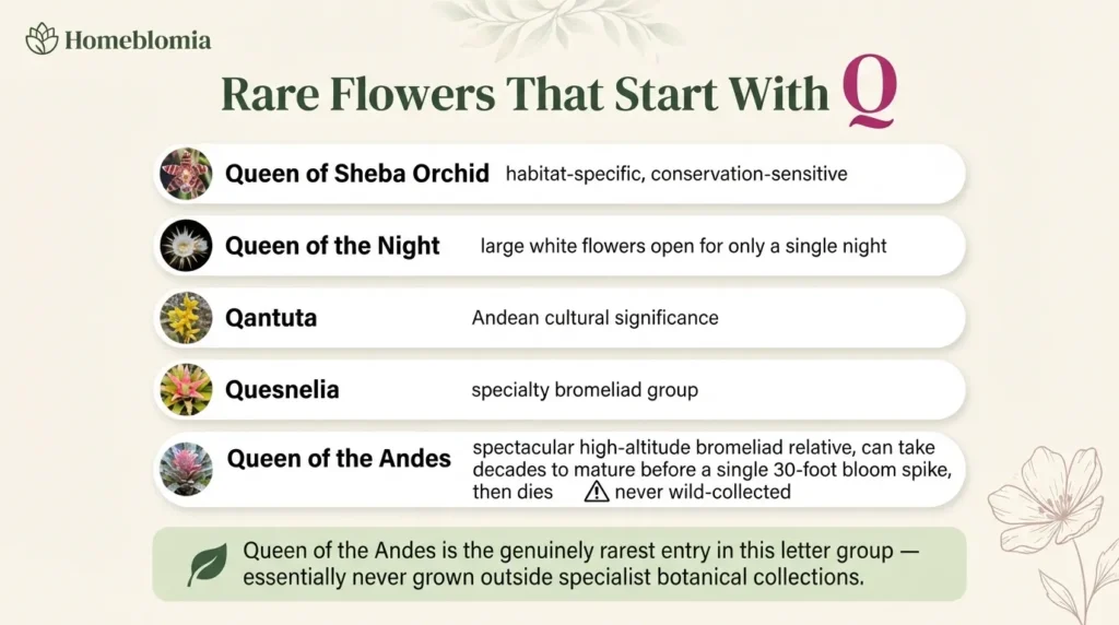 Rare Flowers That Start With Q