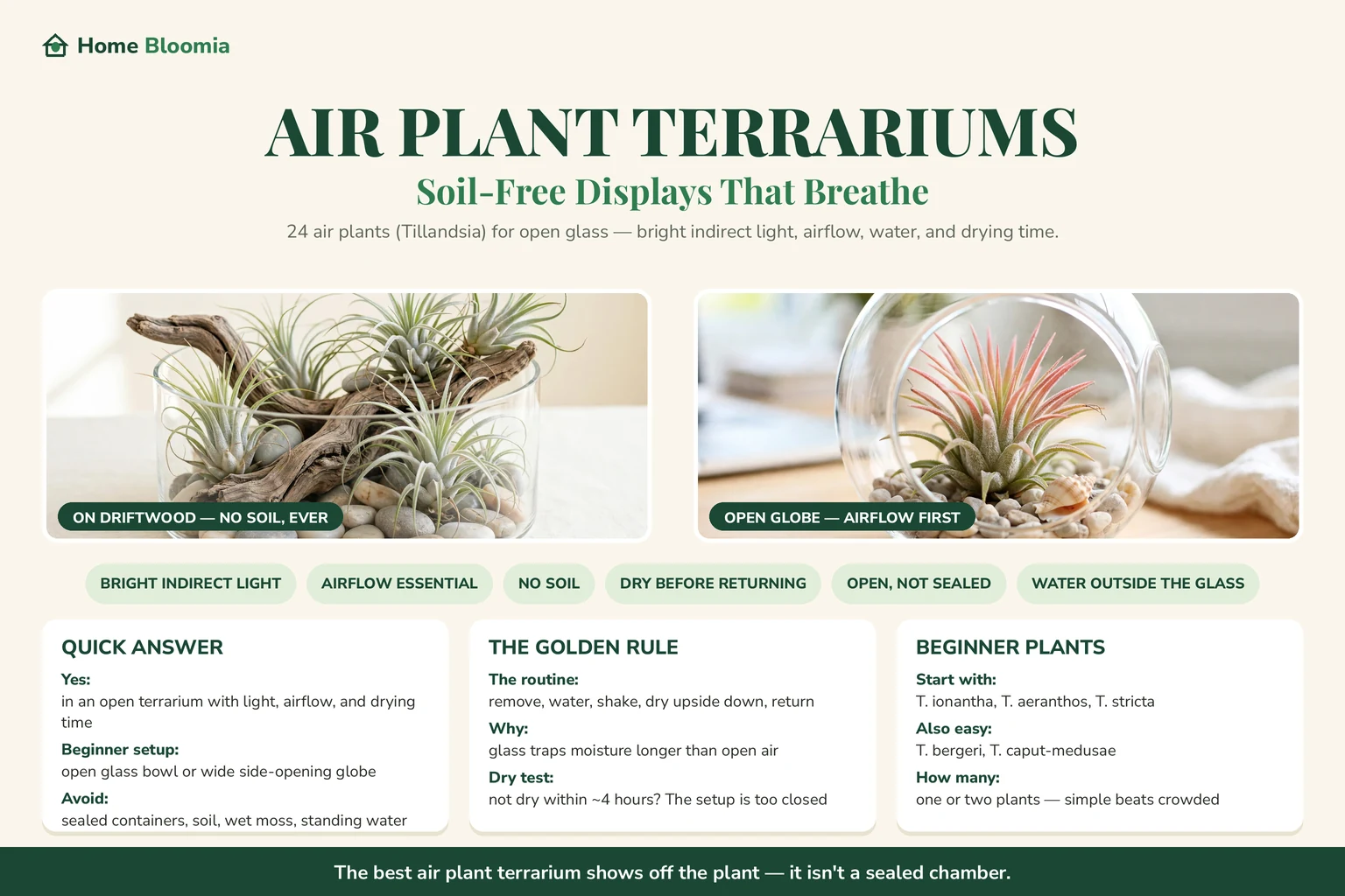Best Air Plants for Terrariums