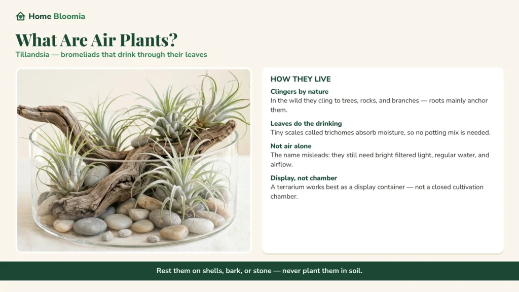 what are air plants