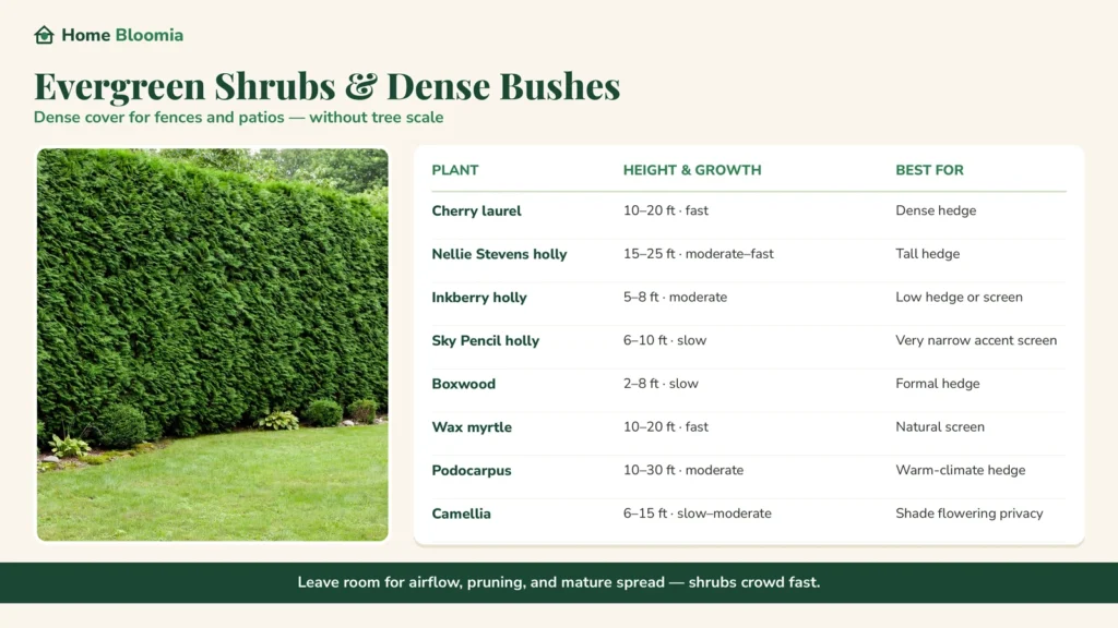 Evergreen Shrubs and Dense Privacy Bushes