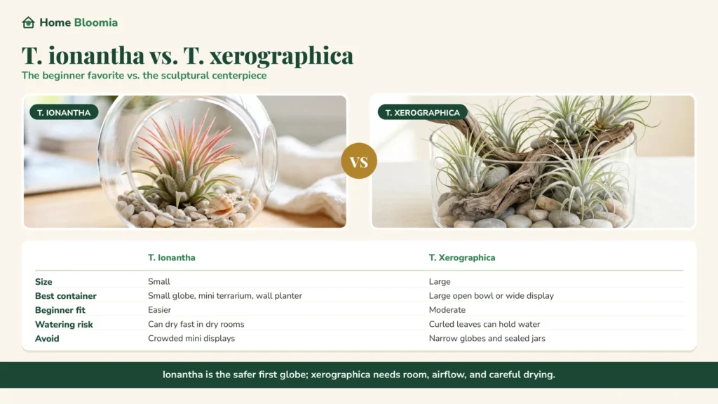 Ionantha vs. Xerographica