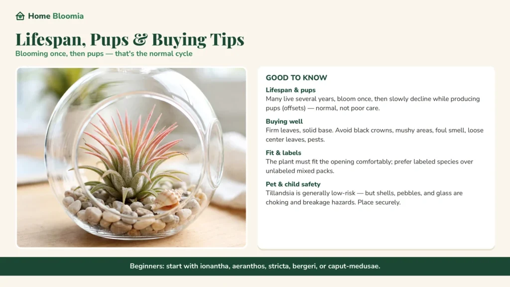 lifespan and buying